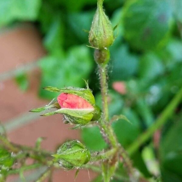 Rosa rubiginosa Other