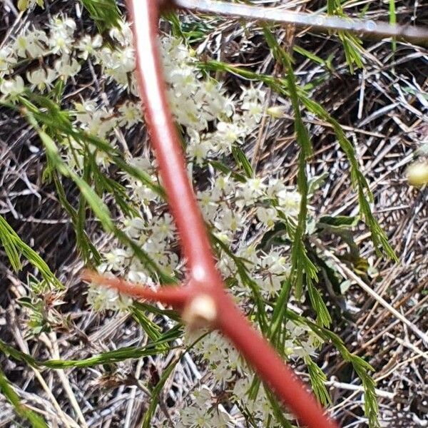 Asparagus racemosus 樹皮