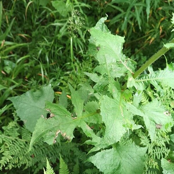 Cicerbita alpina Leaf