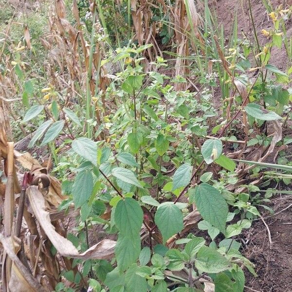 Triumfetta rhomboidea Habit