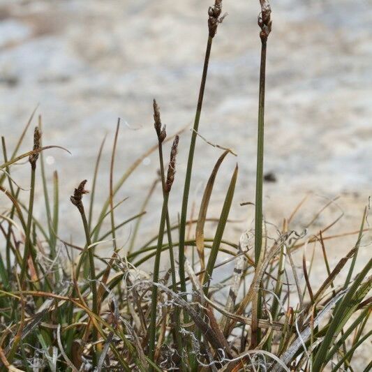 Carex rupestris Habit