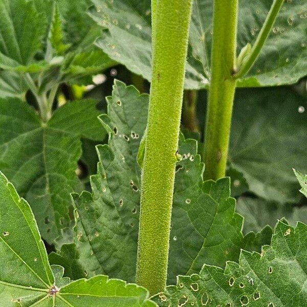 Althaea officinalis Casca