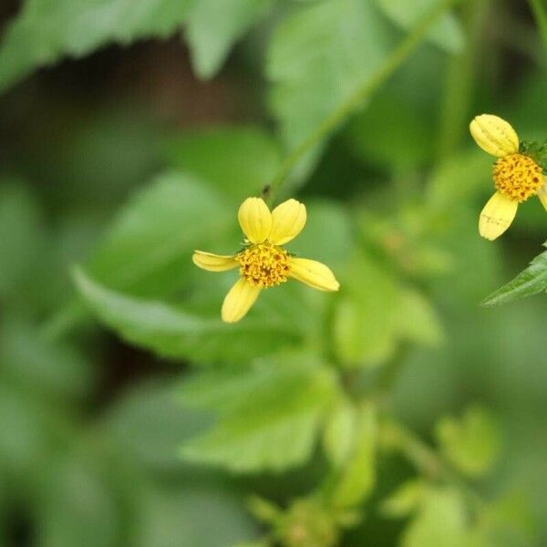 Bidens biternata Flors