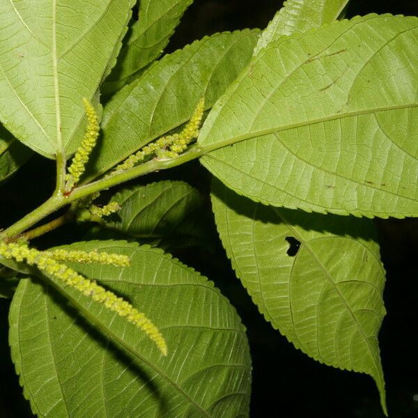 Acalypha diversifolia برگ