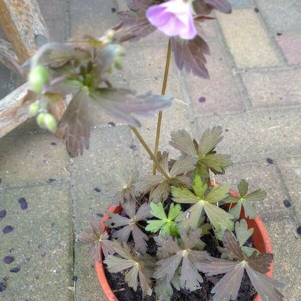 Geranium maculatum 花