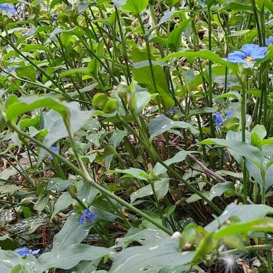 Commelina erecta Hábito