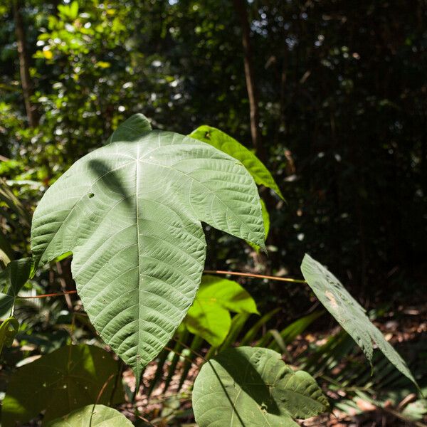 Cecropia obtusa Folha