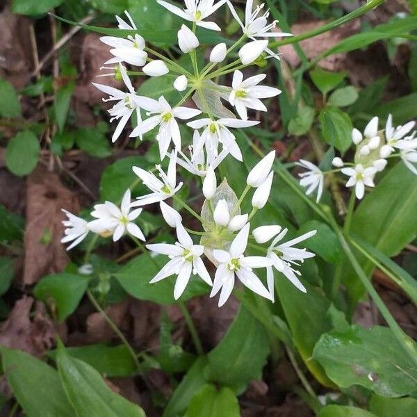 Allium ursinum Kvet