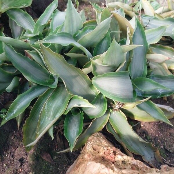 Murdannia loriformis Leaf