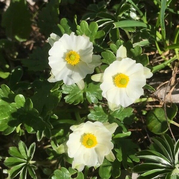 Ranunculus alpestris Flower