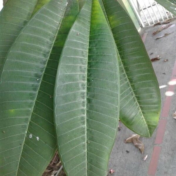 Plumeria rubra Liść