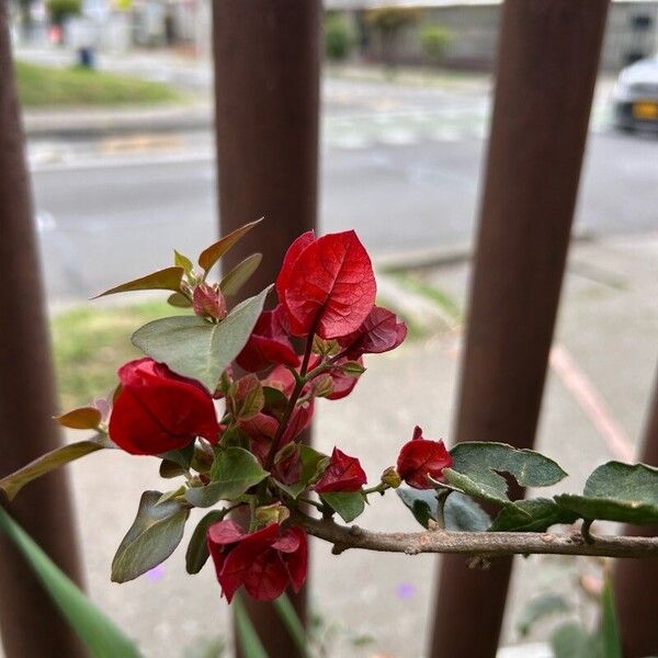 Bougainvillea × buttiana Flors