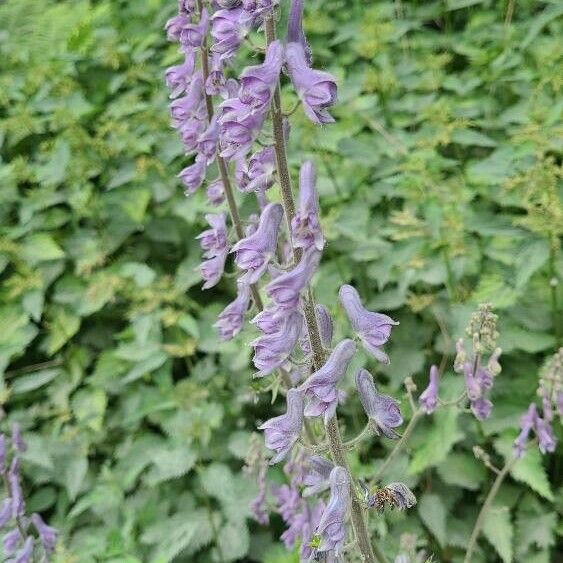 Aconitum septentrionale Flor