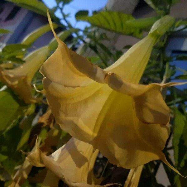 Brugmansia suaveolens Flor