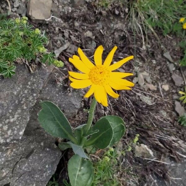 Senecio doronicum Flower