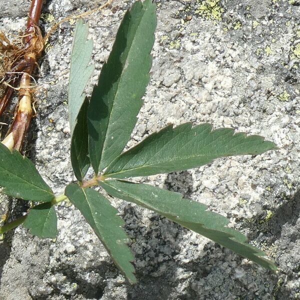 Comarum palustre Leaf