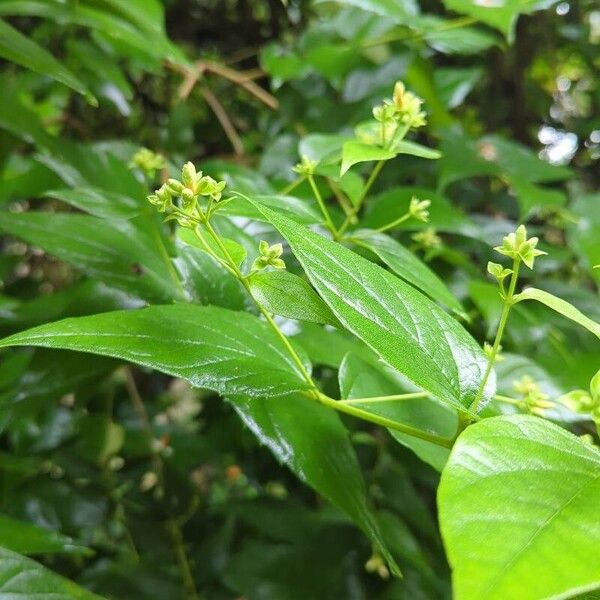 Nyctanthes arbor-tristis Feuille