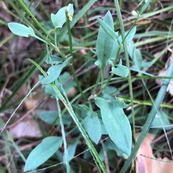 Rumex acetosella Hoja