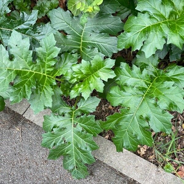 Acanthus mollis Deilen