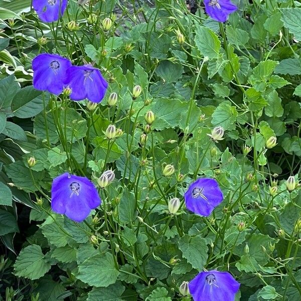 Campanula carpatica Flower