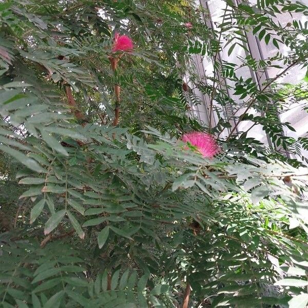 Calliandra haematocephala Outro