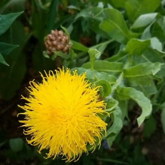 Centaurea macrocephala Flower