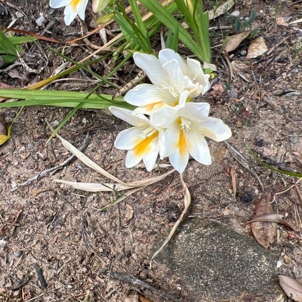 Freesia leichtlinii Fleur