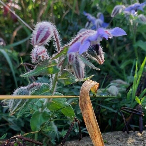 Borago officinalis Blomma