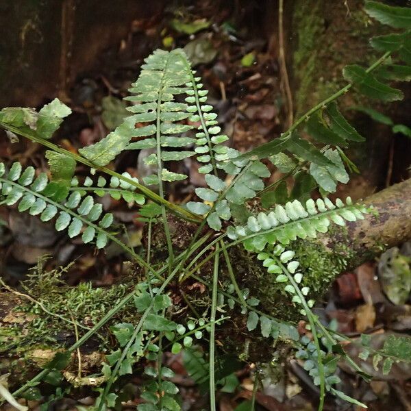 Asplenium barteri Blatt