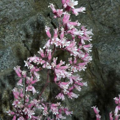 Heuchera caespitosa Blomst