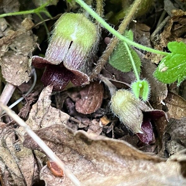 Asarum europaeum Flower