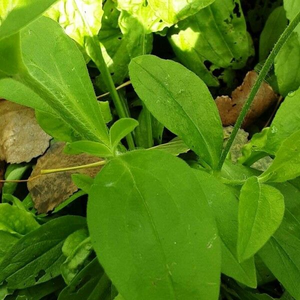 Silene noctiflora برگ