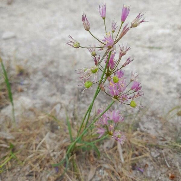 Allium longisepalum ᱛᱟᱦᱮᱸ