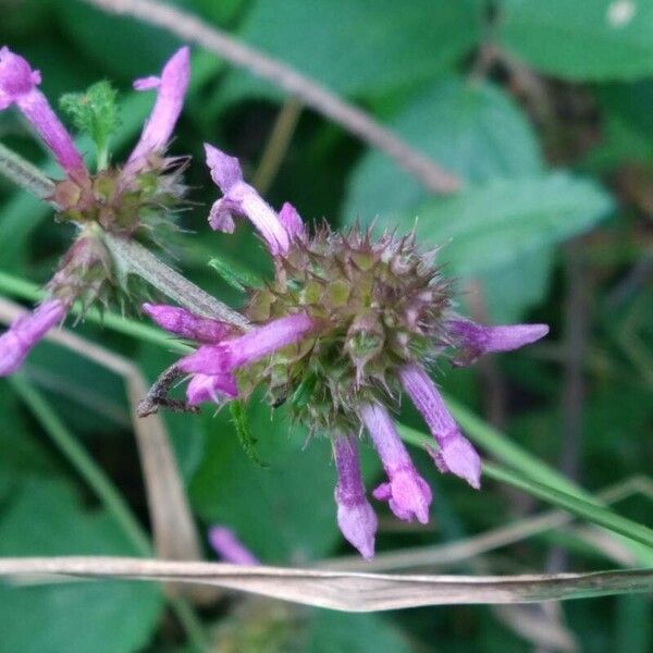 Stachys officinalis Flor