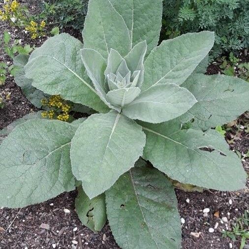 Verbascum thapsus Blatt