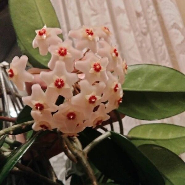 Hoya carnosa Flor