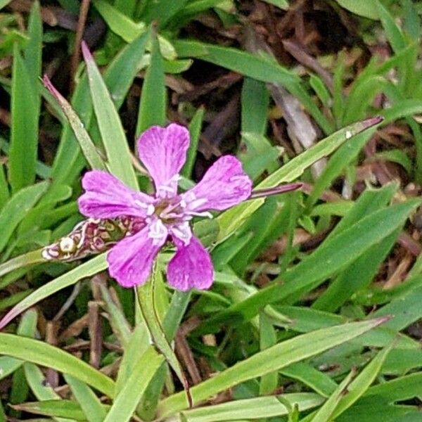 Viscaria vulgaris 花