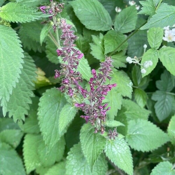 Stachys sylvatica Virág