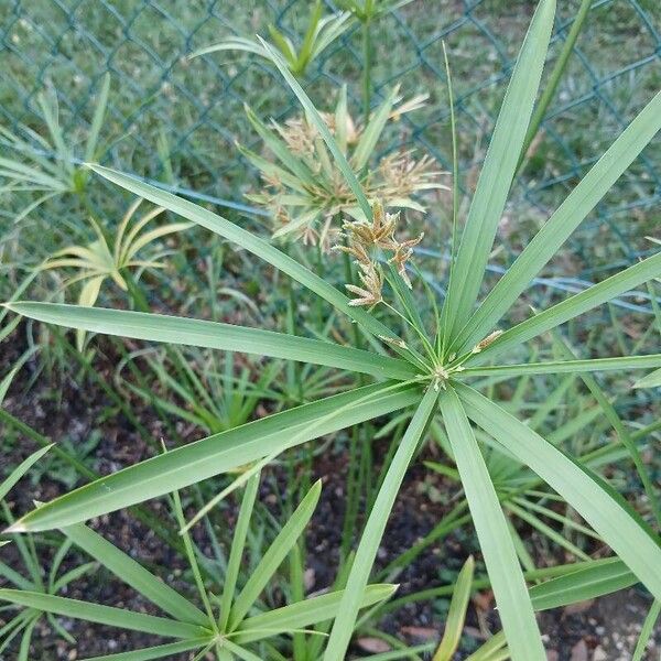 Cyperus alternifolius 花