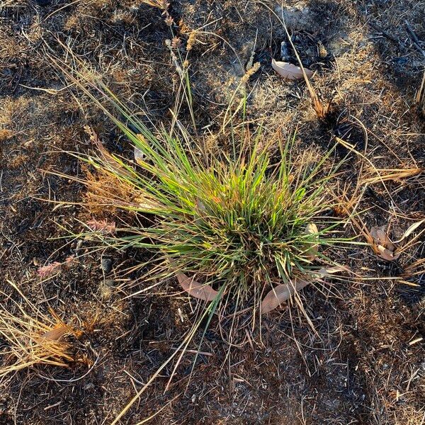 Eragrostis elongata 整株植物