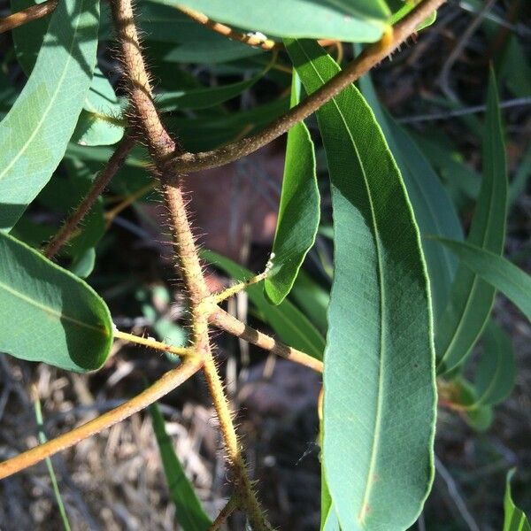 Corymbia citriodora Bark