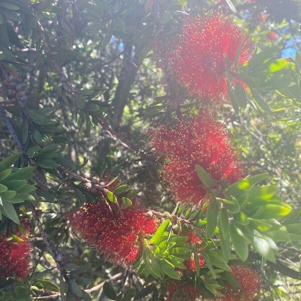 Callistemon citrinus Blomst