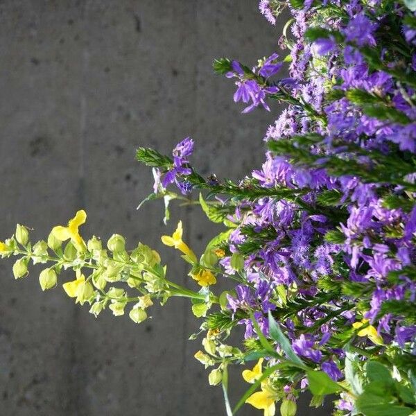 Campanula poscharskyana फूल