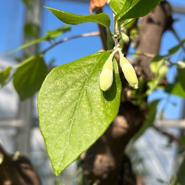 Styrax officinalis Hostoa