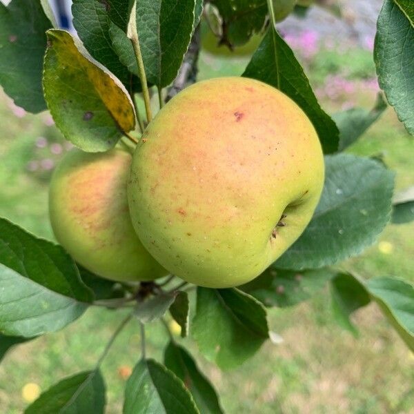 Malus pumila Fruit