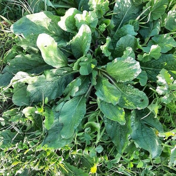 Plantago major Buveinė