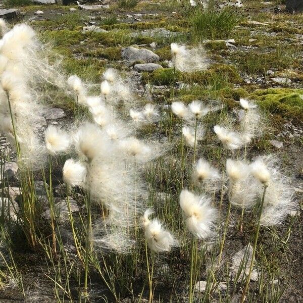 Eriophorum scheuchzeri Flower