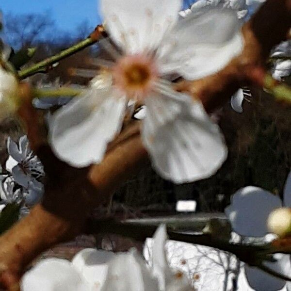 Prunus cerasus ফুল