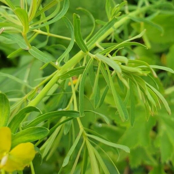 Euphorbia cyparissias Folha