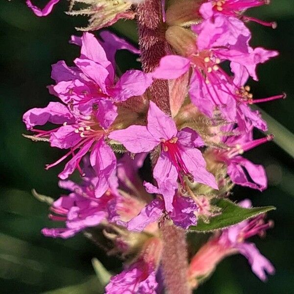 Lythrum virgatum Květ